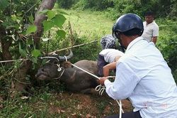 Người phụ nữ ở Hà Tĩnh bị 'trâu điên' húc tử vong