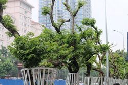 Dựng hàng rào sắt kiên cố bảo vệ cây gỗ sưa tiền tỷ