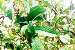 Cây ổi ba trồng