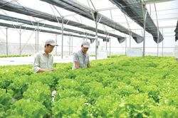 Phát triển hợp tác xã rau an toàn: Nhiều nút thắt cần tháo gỡ