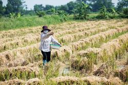 Xử lý đốt rơm rạ ngoại thành Hà Nội: Chưa có biện pháp bền vững