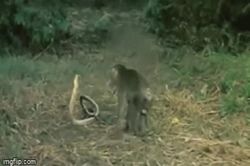 Nể phục khỉ con 'tát vỡ mặt' hổ mang chúa