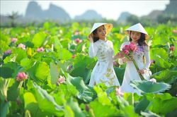 Thơ mộng sen hồng vùng đất cố đô Ninh Bình