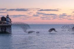 Đã ghi được hình ảnh quái vật hồ Loch Ness trong huyền thoại nhờ đàn chim sáo biển