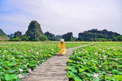 Đẹp lụy tim con đường gỗ giữa cánh đồng sen đang nở rộ ở Hang Múa (Ninh Bình)