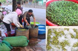 Nghệ An: Cào cào, châu chấu đắt hàng, người dân đếm từng con để lấy tiền