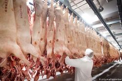 Đức phát hiện 657 ca COVID-19 tại một trại giết mổ