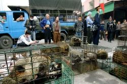 WWF cảnh báo nguy cơ một đại dịch mới