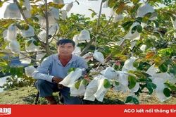 Phát triển kinh tế từ cây mãng cầu hoàng hậu