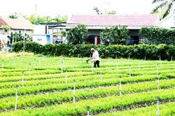 Thu nhập cao từ cây hẹ