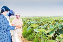 Chinh phục vùng đất thấp trũng