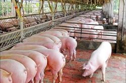 Giá heo hơi hôm nay 19/6: Người nuôi e dè tái đàn, 2 năm nữa giá heo mới giảm?