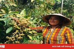 Mô hình trồng nhãn Ido kết hợp mít Thái