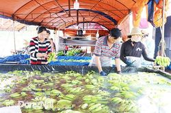 Hợp tác xã ở Đồng Nai: Chưa phát triển xứng tầm