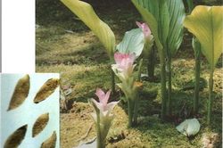 Sự khác nhau của khương hoàng và uất kim
