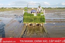 Máy thay người cấy lúa trên cánh đồng rộng 20ha ở Can Lộc