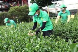 Tái cơ cấu thị trường xuất khẩu chè, hướng vào sản phẩm cao cấp