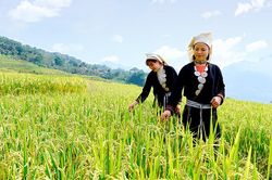 Mùa vàng Hồng Thái