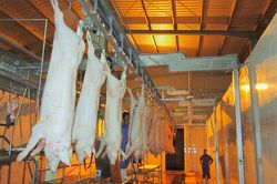 Khởi động lại nhà máy chế biến súc sản trăm tỷ 'ngủ đông' 2 năm