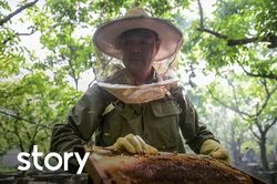 Mùa lấy mật của triệu phú nuôi ong