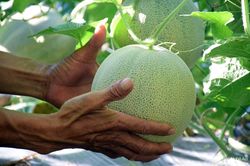 Dưa lưới trồng ngoài trời ở Nghệ An trĩu quả, đắt hàng ngày nắng nóng