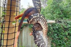 Trăn kim cương 'ăn sống nuốt tươi' chồn túi possum cỡ 'khủng'