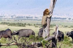Ngược đời sư tử leo cây trốn sự săn đuổi của đàn trâu