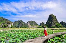 Con đường gỗ giữa hồ sen ở Hang Múa gây sốt vì vẻ lãng mạn