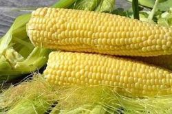 Ngô luộc ngon ngọt, hấp dẫn nhưng có 5 nhóm người không nên ăn
