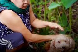 Chú chó thông minh phát hiện xác chủ chết đuối