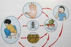 Cảnh giác bệnh lỵ trực khuẩn trong mùa nóng
