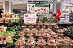 2 tấn vải thiều sang Nhật bán hết sạch với giá 600.000 đồng/kg