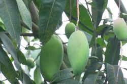 Lô xoài đầu tiên từ Sơn La xuất khẩu sang Mỹ
