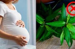 Những loại rau bà bầu không nên ăn, tránh sảy thai, sinh non