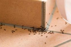 Tiêu diệt cả đàn kiến không cần hóa chất, chỉ dùng 1 thìa muối cũng mang lại hiệu quả bất ngờ