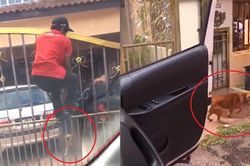 Nhân viên giao hàng hoảng loạn trèo lên cổng rào tránh chó dữ