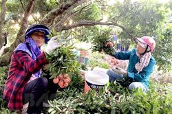 Hải Dương lần đầu xuất khẩu vải thiều sang Nhật