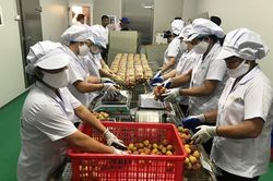 Xuất khẩu lô vải thiều đầu tiên sang Nhật Bản