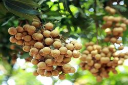 Không chỉ măng khô, nhãn, vải, thuốc bắc cũng bị 'tẩm' chất độc hại