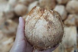 Ngày bán 5.000 quả dừa tí hon, hàng lạ gây sốt mùa nắng cháy
