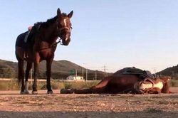 Chú ngựa tinh quái liên tục giả chết để... khỏi bị cưỡi