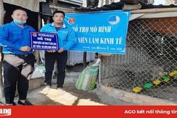Ứng dụng kỹ thuật thụ tinh nhân tạo cho gà đông tảo