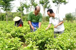 Cấp Tiến thơm ngát hương nhài