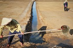 Nông dân vật vã trong nắng nóng 40 độ
