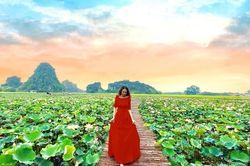 Đầm sen ở Hang Múa nở rộ, giới trẻ thích thú đến check-in