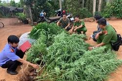Lại phát hiện 1 hộ dân trồng hơn 1 ha cây cần sa để cho gà, vịt ăn!?