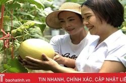 Ngắm vườn dưa lưới công nghệ cao ngay giữa lòng nội đô Hà Tĩnh