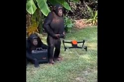 Kinh ngạc xem tinh tinh điều khiển drone điêu luyện