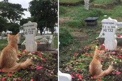 Rơi nước mắt nhìn cảnh chú mèo bỏ ăn, uống để 'cầu nguyện' cho chủ nhân quá cố đủ 6 ngày