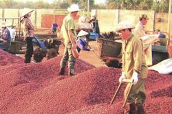 Bộ Công Thương 'mách nước' doanh nghiệp xuất khẩu cà phê tiến sâu vào thị trường châu Phi